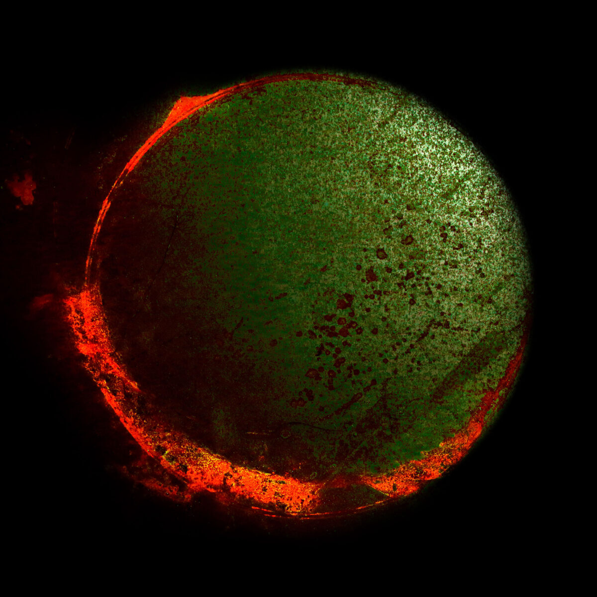 Exhibition 2025: Peng-Chun Yen, Kan Mika 顏鵬峻 、菅実花 | KG+